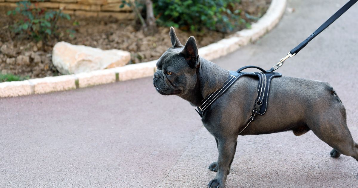 Breed Characteristics of French Bulldogs